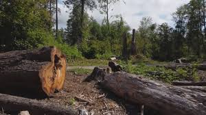 Best Commercial Tree Services  in Lathrop, MO