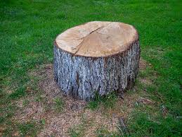 How Our Tree Care Process Works  in  Lathrop, MO
