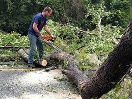 Best Firewood Processing and Delivery  in Lathrop, MO