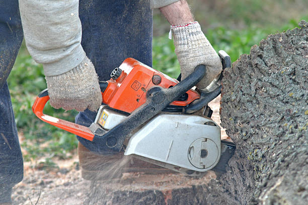 Best Aeration Services  in Lathrop, MO