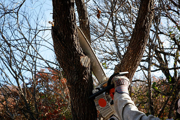 Best Tree Disease Treatment  in Lathrop, MO