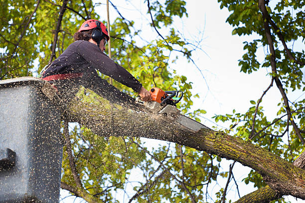 Best Lawn Mowing  in Lathrop, MO