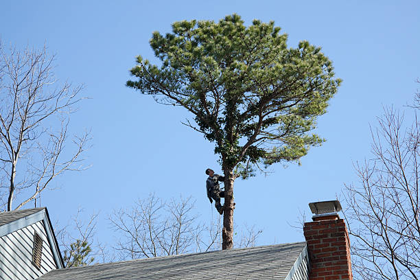 Best Fruit Tree Pruning  in Lathrop, MO
